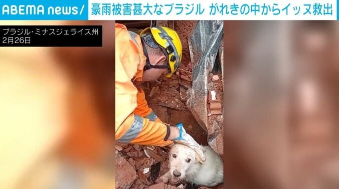 救出された犬