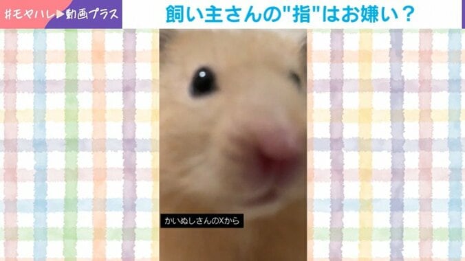 ハムスターのぼうちゃん