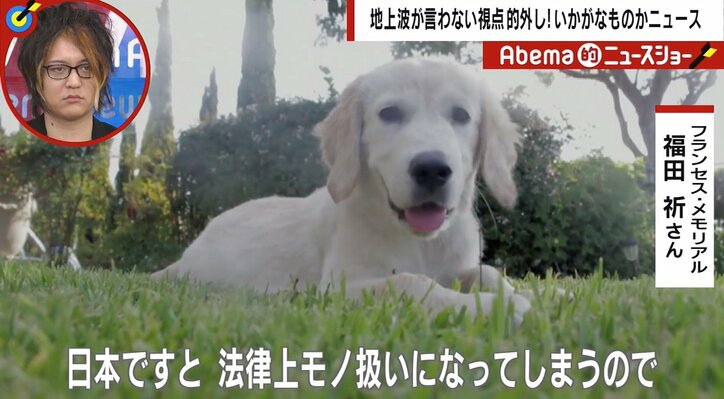 米の女性が「生きた子犬」をゴミ袋で投棄　専門家「自治体によっては日本でも死んだ動物はモノ扱い。遺棄しても処罰されない」