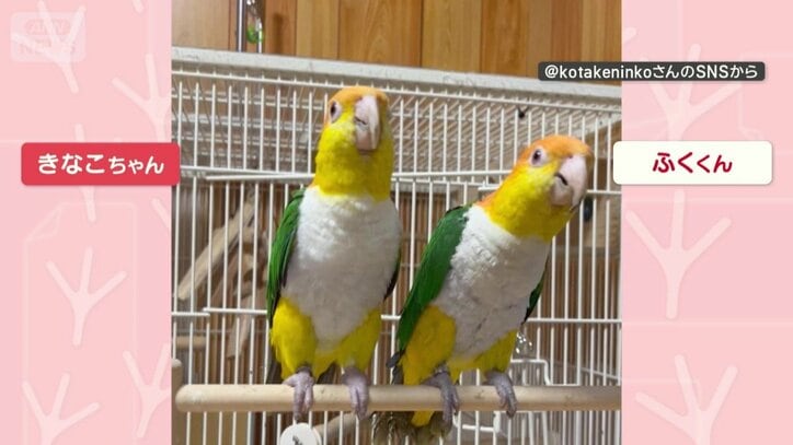 きなこちゃんとふくくん