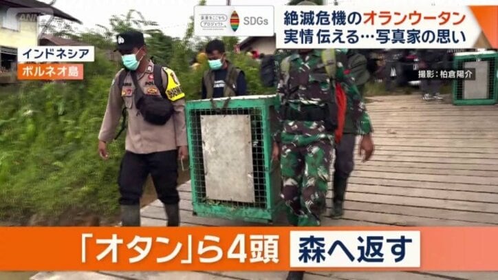 オタンら4頭のオランウータンが森に帰る