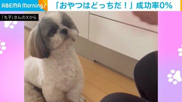 シーズーのわたくん（1歳）
