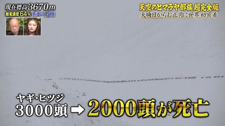 ヒマラヤの大雪でヤギとヒツジが2000頭死亡…厳冬期の過酷さを物語る映像に視聴者「壮絶すぎる」
