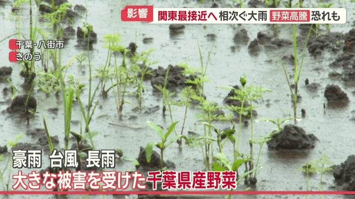 大被害を受けた千葉県産の野菜