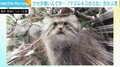 ぐずった子どもも泣き止む？ クセが強い『マヌルネコのうた』、“マヌル沼”にハマる人が続出