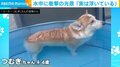 プールで涼んでいるコーギー 水中カメラが暴いた“秘密”に「短い足がかわいい」「たまらん」と反響