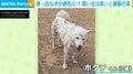 犬の体に“緑の物体”がびっしり！？無邪気に遊び回る姿が「あとが大変そう」「丸刈りにしたい（笑）」と話題