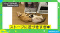 「つけてほしいニャ」ストーブを消された猫の訴え! 可愛すぎる4コマ写真の投稿主を取材