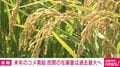来年のコメ需給 民間の在庫量は過去最大へ