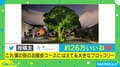 何年分? 散歩中に出会った“巨大ブロッコリー”に反響! 投稿主を取材