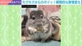 「もういらん!!」大好物モグモグ→突然“ポイ捨て”するチンチラが話題「かわいい手してる」「まずい部分にあたったのか」などの声