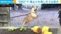 荒ぶる柴犬!! BBQで前足がブレるほど“はしゃぐ姿”に「躍動感ハンパないw」「1番楽しそうなやつおる笑」と反響