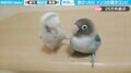 インコの漫才コンビ！？ ボケとツッコミの絶妙な掛け合いに「面白すぎて何度もリピート」「最高で最強コンビ」と大反響