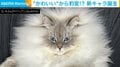 ふわふわの丸い猫が豹変!? 全身の毛が広がり“力強い表情”を見せる姿に「モフモフに吸い寄せられそう」「目がギンギン過ぎるww」と反響