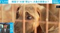 韓国で「犬食禁止特別法」可決に一部の“熱狂的ファン”は? 「文化」「食べ方」など実情に迫る