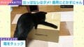 “出しっぱなし警察”な猫!?前脚さばきが見事！テーブル上に放置されたものを綺麗に落とす姿に爆笑の声「全部落とすまでが仕事」「可愛いw」