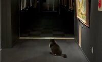 【映像】“廃校”美術館の闇に浮かぶ猫