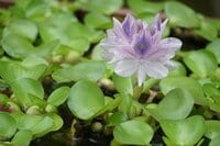 三田佳子『無茶ぶりな今日の私　されど・・・・』