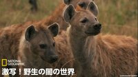 激写!野生の闇の世界 | 動画視聴はAbemaビデオ(AbemaTV)