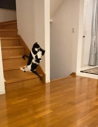 藤あや子『決定的瞬間！！』