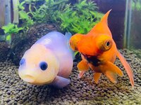 LiLiCo『うっかりりこ❤️』