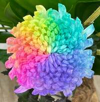 假屋崎省吾『七夕の夜には超マッチするね‼️』