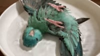 【映像】“ゴロン”と水浴びするサザナミインコ