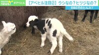 丑年元日に“ウシ柄”のヒツジ生まれる