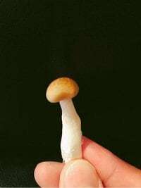 大沢樹生『祝! 50年』