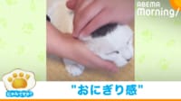 【映像】おにぎりのように握られる猫