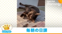 【映像】猫が新聞紙の上で見せた見事な回転技