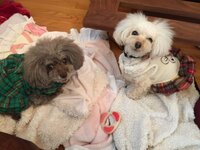 堀ちえみ、高校生の娘の悩む姿に「まだまだ私が必要なんだなと。」