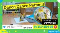 【映像】歌いながら“ペタペタ”と踊るインコ