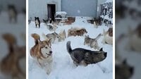 ♪犬は喜び“雪の上”かけ回る 【SNS 96万回再生】