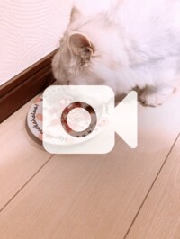 後藤真希『オウキ君ハピバ』