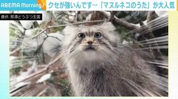 ぐずった子どもも泣き止む？ クセが強い『マヌルネコのうた』、“マヌル沼”にハマる人が続出