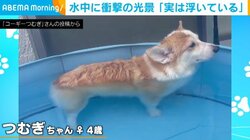 プールで涼んでいるコーギー 水中カメラが暴いた“秘密”に「短い足がかわいい」「たまらん」と反響