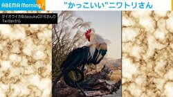 まるで絵画のような神々しさ… ニワトリの“立ち姿”に「このまま飾れる」「花札みたい」と絶賛の声
