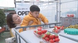 2月に異例　東京都内で25℃超え…甲府市も104年ぶり「夏日」　イチゴ農園には客1000人