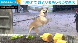 荒ぶる柴犬!! BBQで前足がブレるほど“はしゃぐ姿”に「躍動感ハンパないw」「1番楽しそうなやつおる笑」と反響