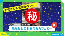 商品棚でウトウト…まるで置物なフクロウの“レア”な姿が話題に「あらー、かわいいぬいぐるみ」