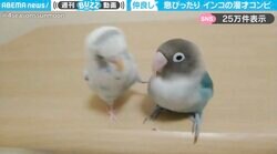 インコの漫才コンビ！？ ボケとツッコミの絶妙な掛け合いに「面白すぎて何度もリピート」「最高で最強コンビ」と大反響