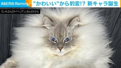ふわふわの丸い猫が豹変!? 全身の毛が広がり“力強い表情”を見せる姿に「モフモフに吸い寄せられそう」「目がギンギン過ぎるww」と反響