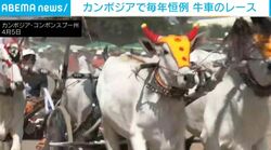 カラフルな装飾の牛たちが猛ダッシュ→優勝賞金「200万リエル」を手にするのは!? “牛車レース”熱狂の瞬間 カンボジア
