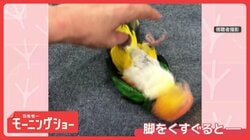 脚を触ると…猛烈な速さで頭をブンブン　くすぐったい？　ジタバタしちゃうインコさん