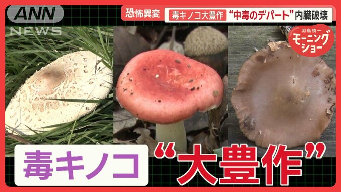 恐怖の毒キノコ“大豊作”　「内臓破壊」「呼吸困難」の恐れ　食べた家族が全員入院も 1枚目