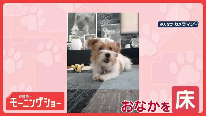 ほふく前進でゴー！！　おなかを床につけて移動するワンちゃん　秘密は…カーペット？ 1枚目