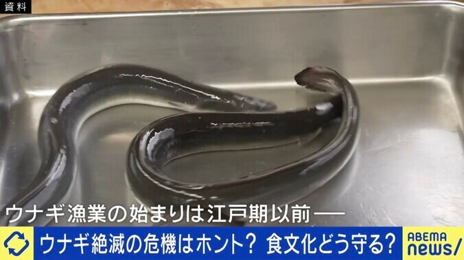 ウナギ