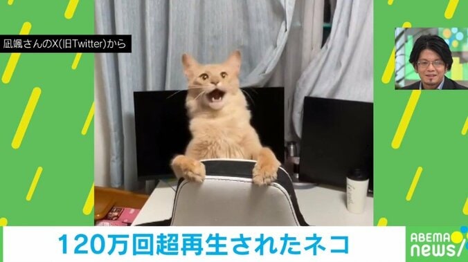 猫がおもちゃを追いかけるも… 口を開いて「アワアワ」 可愛すぎるけど狩猟本能が心配になってくる動画がネット上で話題に 1枚目