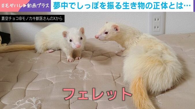 フェレット